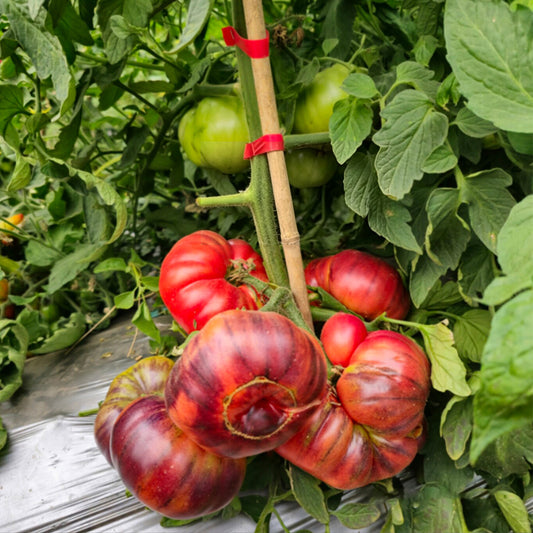 697 Pink Night F5 Tomato