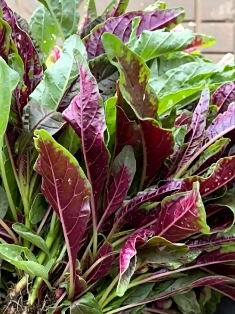 Red Willow Leaf Amaranth