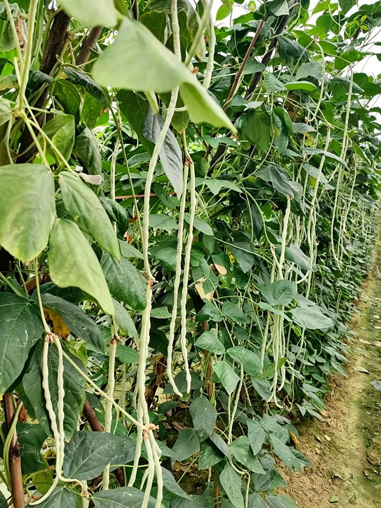 'Zhengjiang Yinshuai' Cowpea
