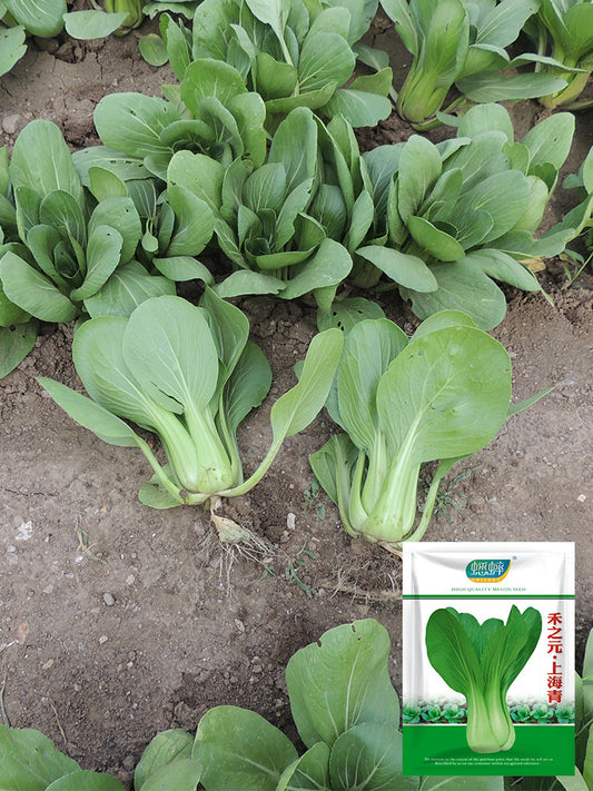 'Hezhiyuan' Shanghai Bok Choy
