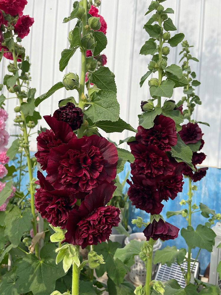 Chater's Double Maroon Hollyhock