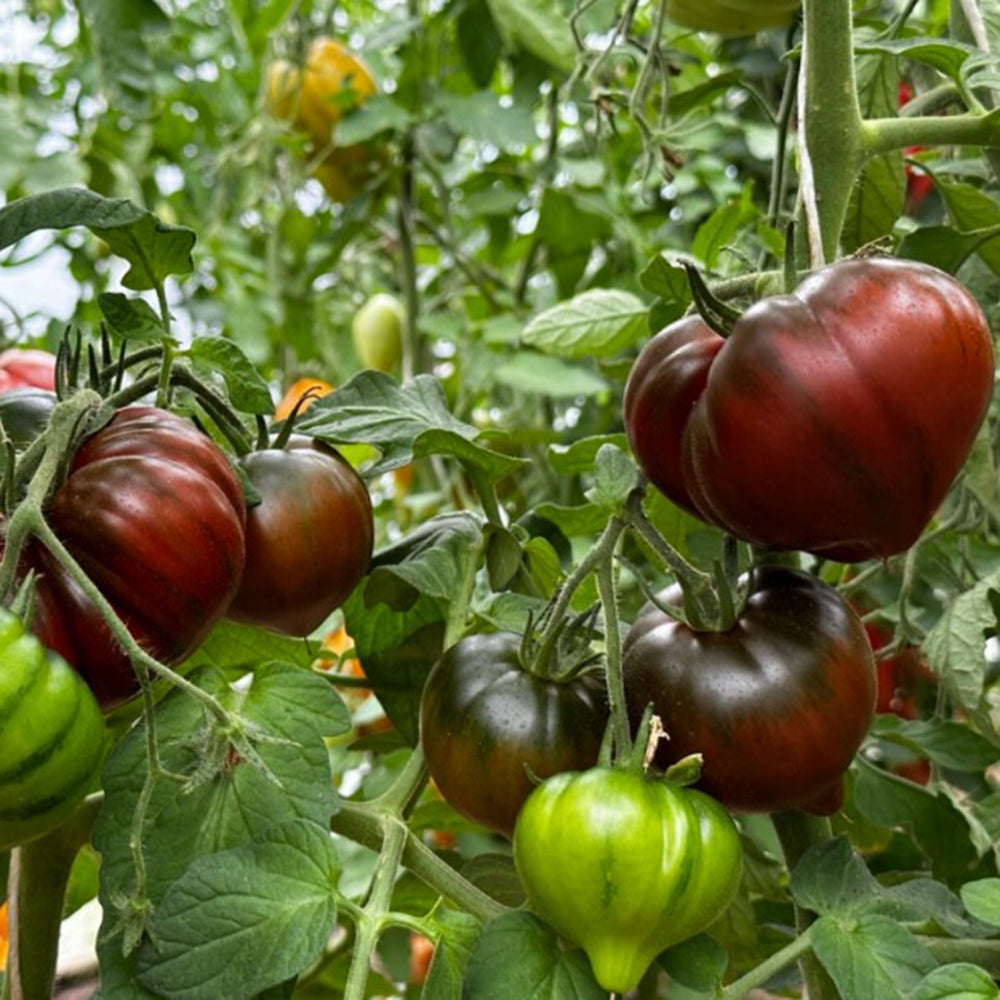 812 Truffle Heart Tomato
