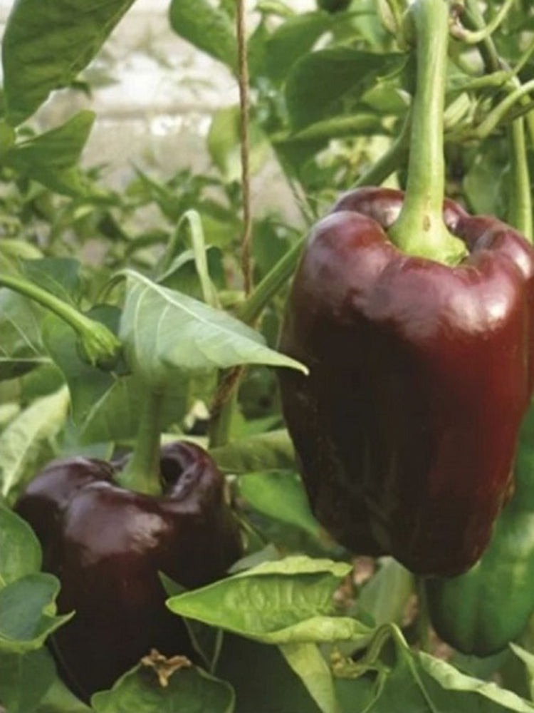 Coffee Fruit Sweet Pepper