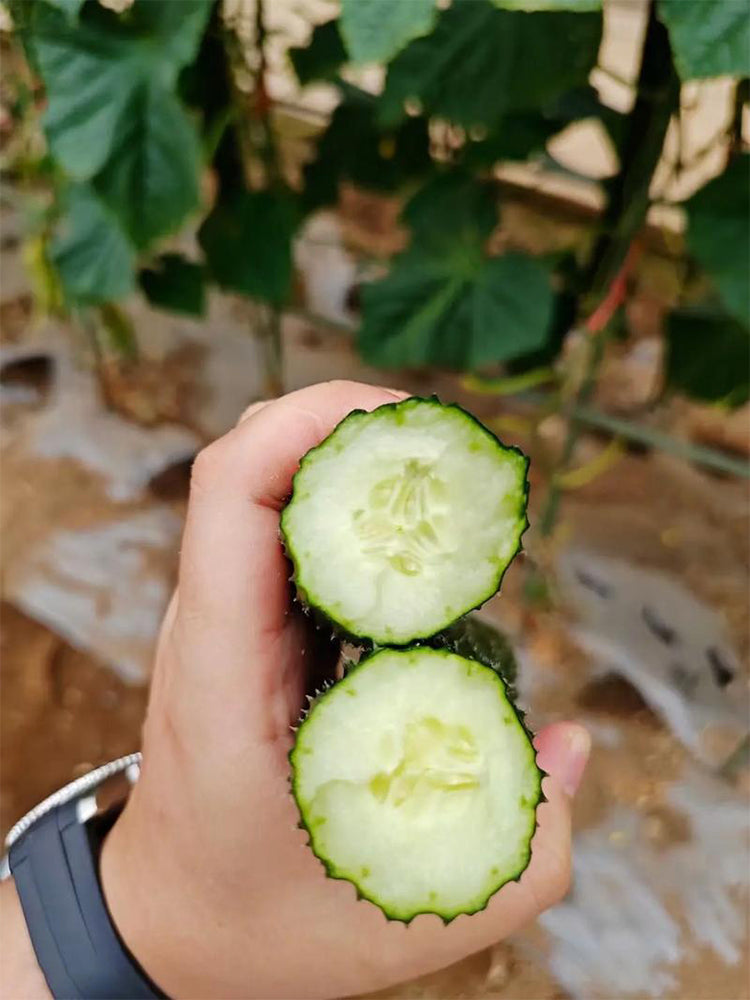 'New No. 4' Gynoecious Cucumber