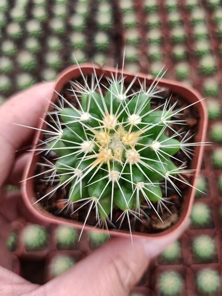 Echinocactus grusonii