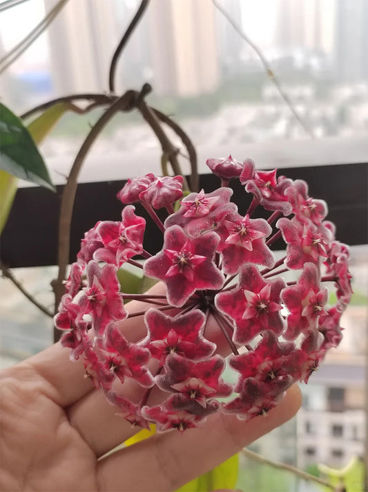 Hoya pubicalyx 'Red Button' Unrooted Stem Cuttings