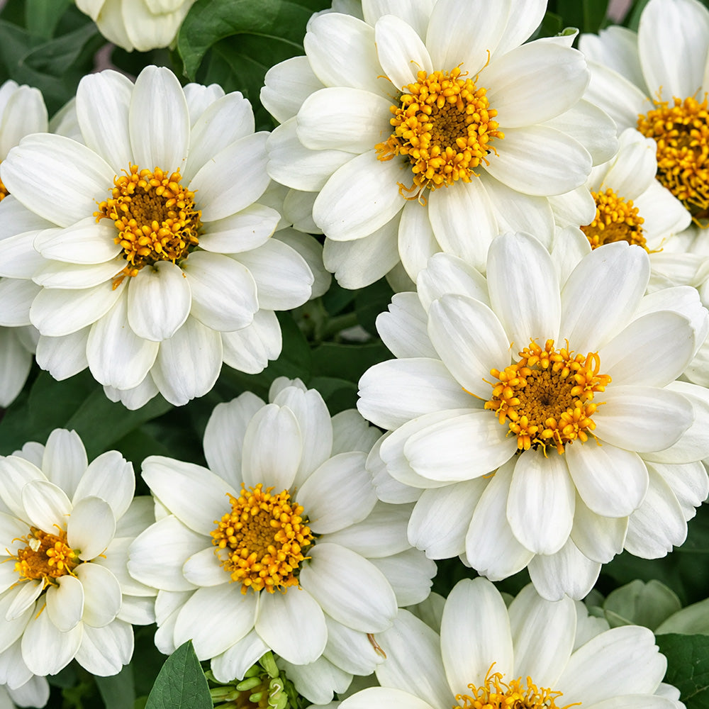 W1340 Profusion Double White Improved Zinnia