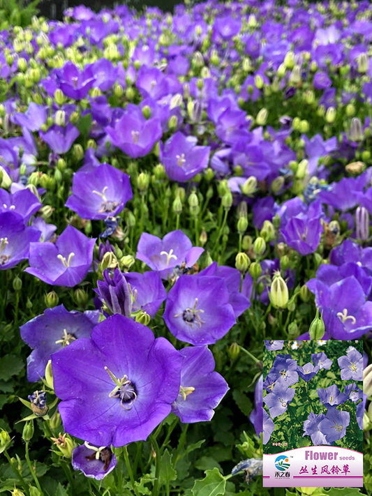 Tufted Bellflower