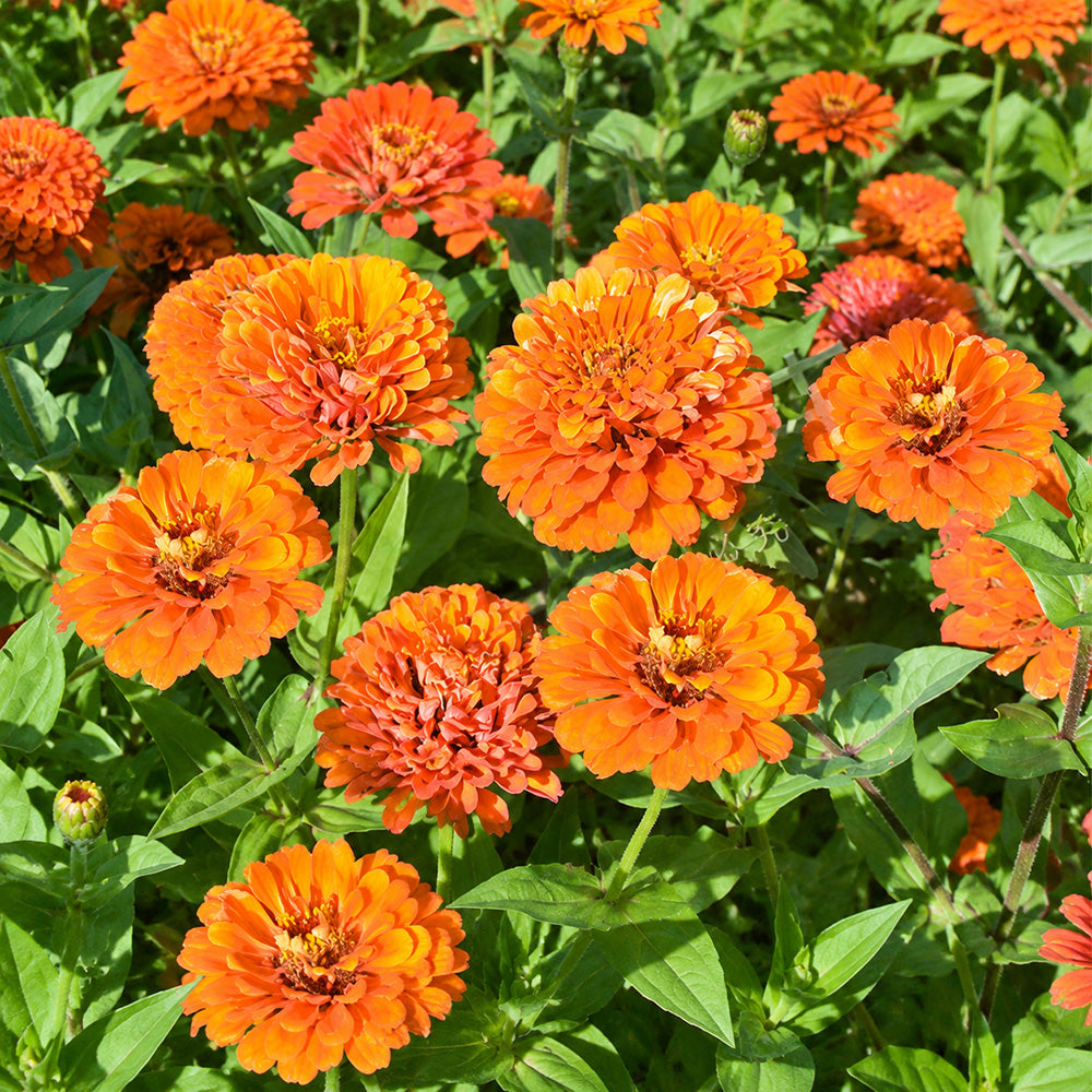 W1352 Large-Flowered Orange Zinnia