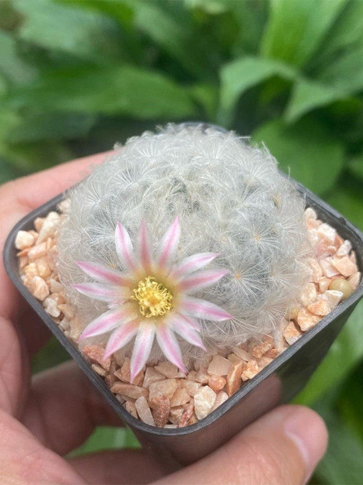 Feather Cactus (Mammillaria plumosa)