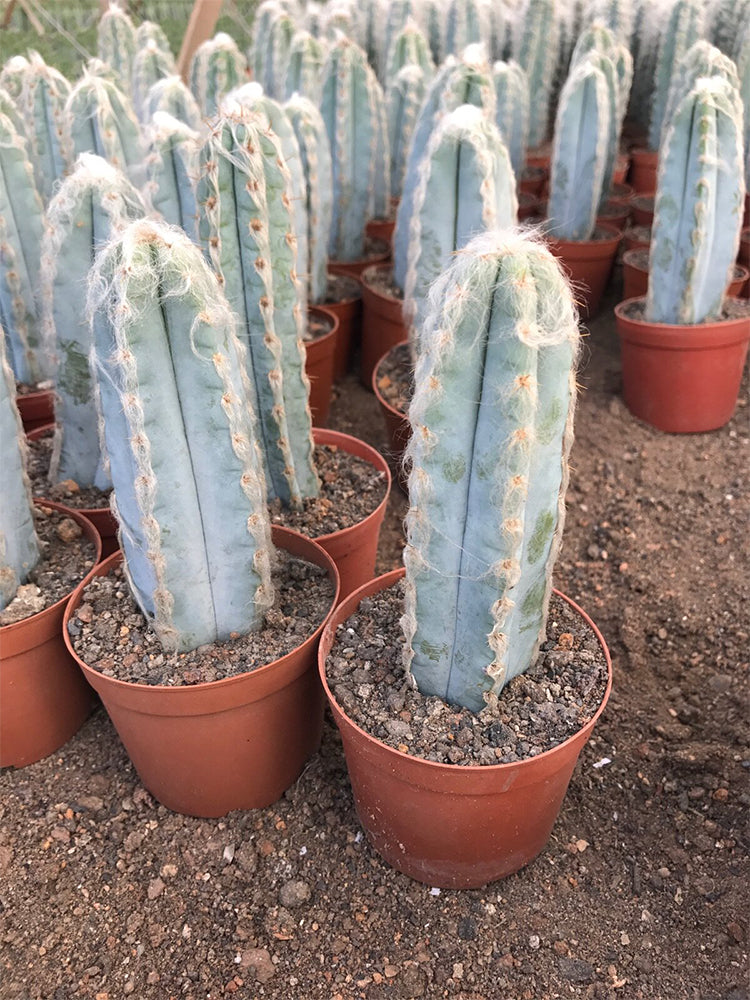 Pilosocereus azureus
