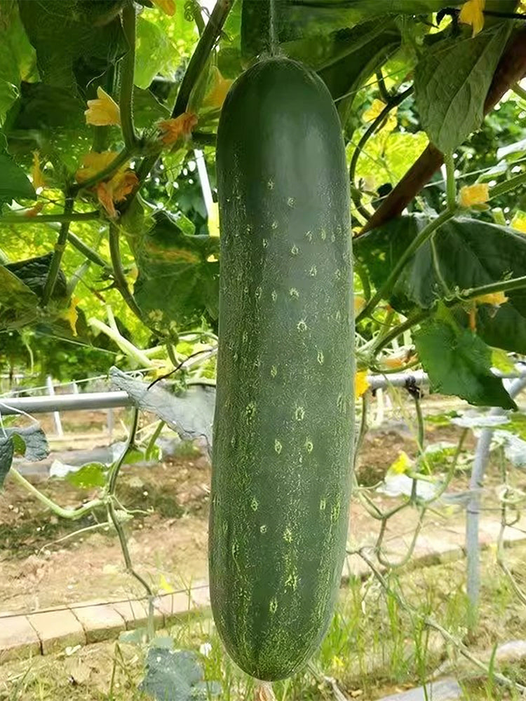'Jiefeng No.8' Hybrid Cucumber