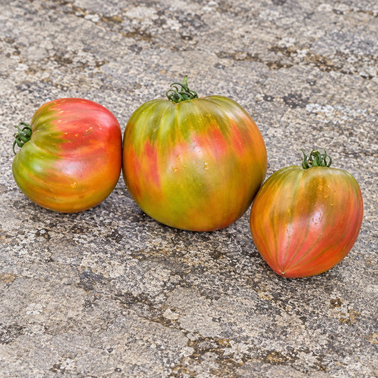 341 Taiga Tomato