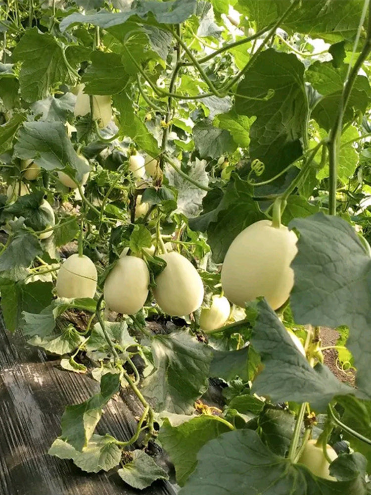 White Sweet Queen Melon