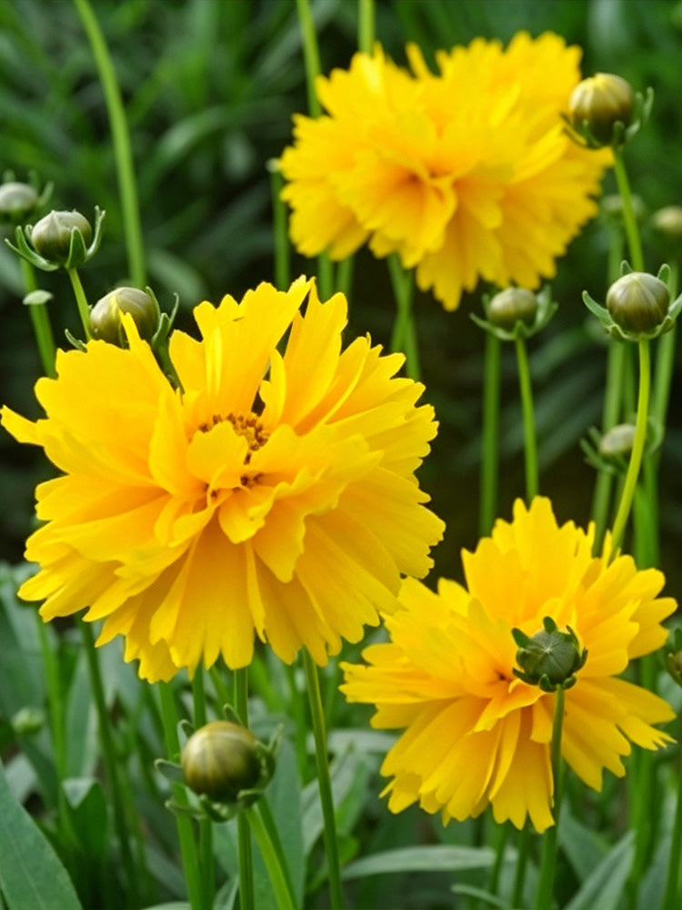 Large-Flowered Tickseed