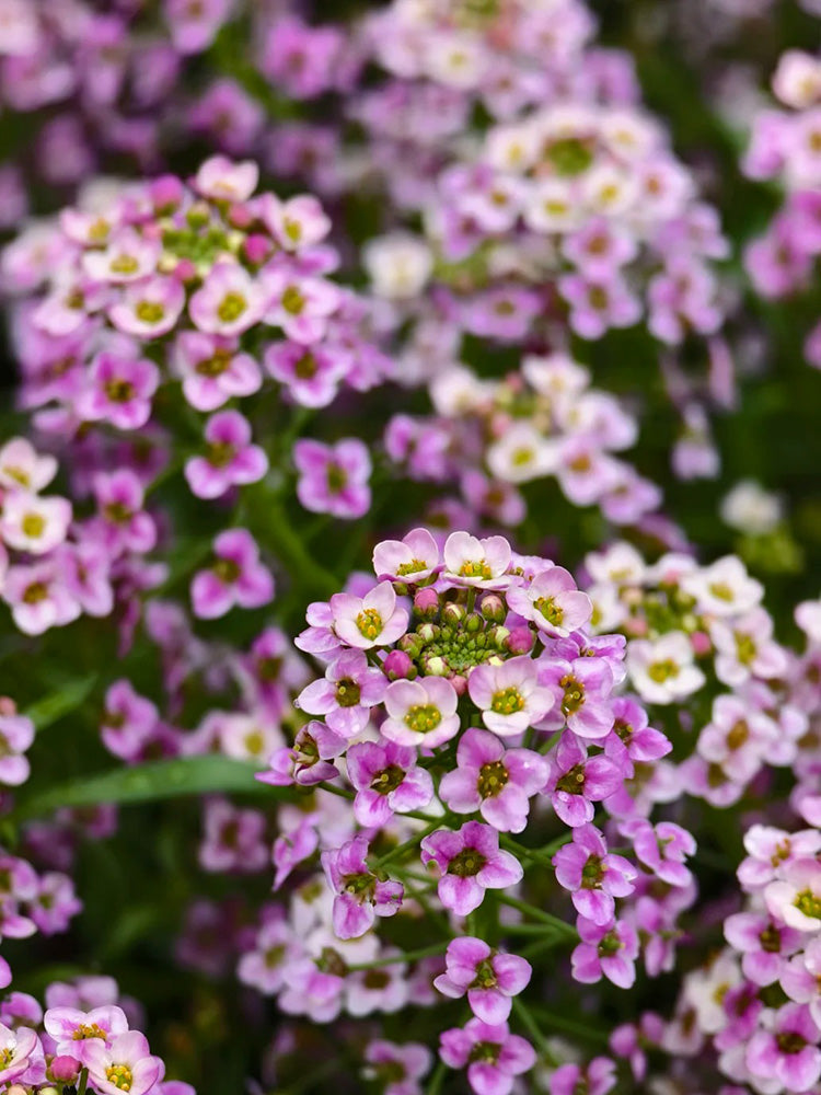 Purple Sweet Alyssum