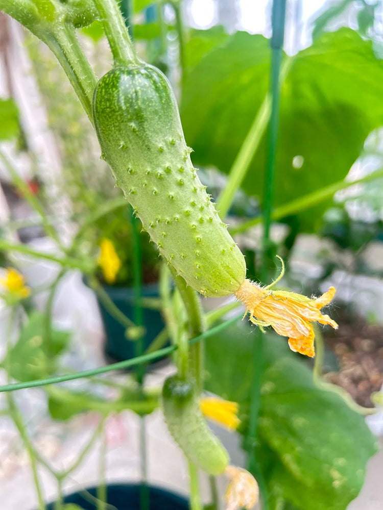 Chinese Large Thorn Fruit Cucumber