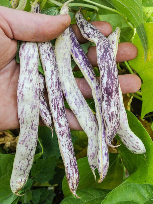 Purple Speckled Kidney Bean