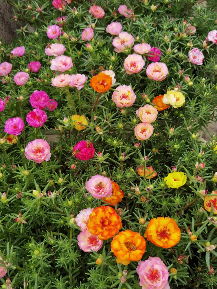 Double Flowered Mix Moss Rose