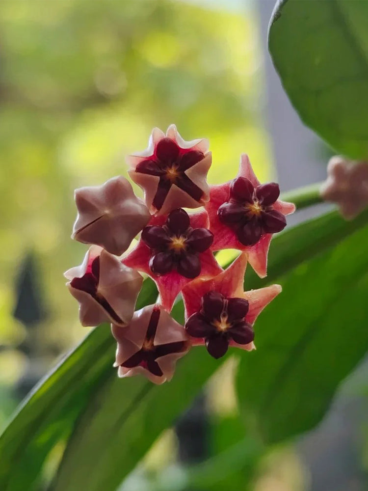 Hoya lobbii Unrooted Stem Cuttings