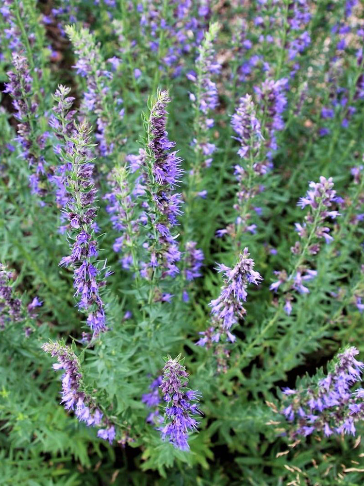 Blue Hyssop Herb