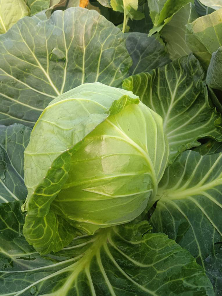Iron Green 45 Cabbage