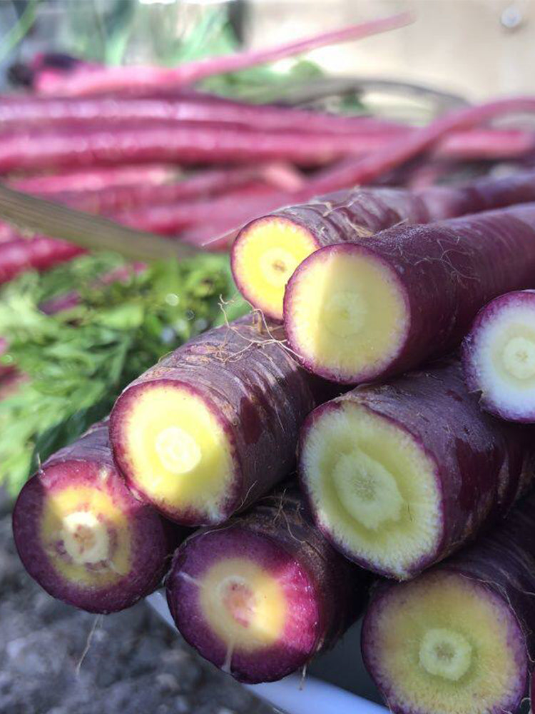 Purple Carrot F1