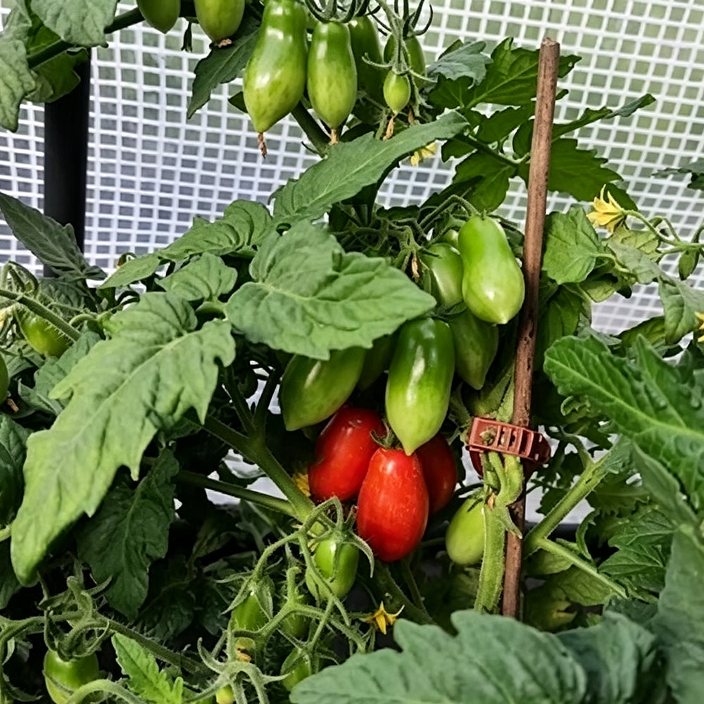 829 Micro Laura Tomato