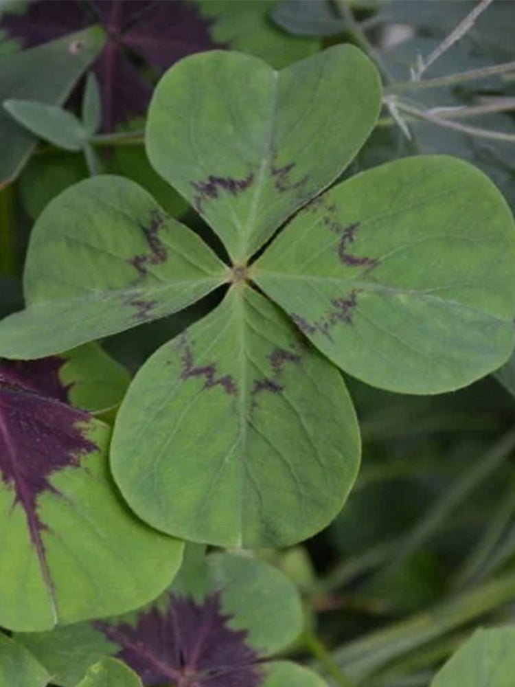 Oxalis deppei 'Mexico BotKA G4'