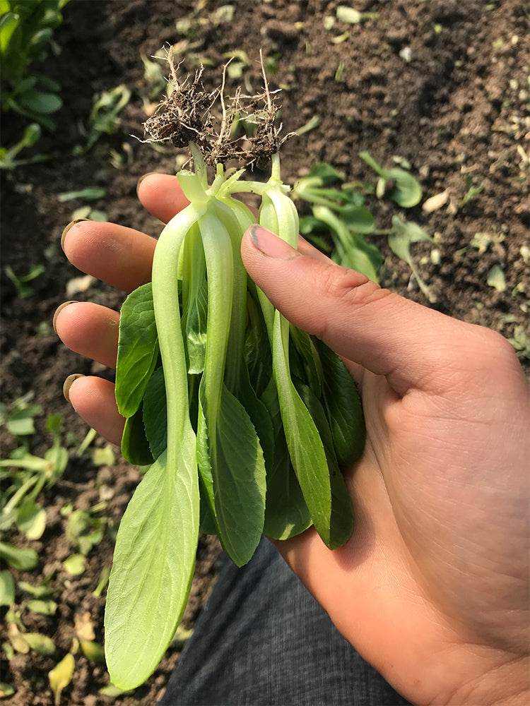 'Tingmei No.1' Baby Bok Choy