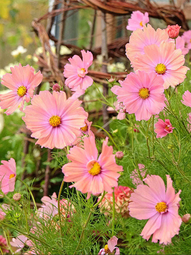 Hezhichun Cosmos bipinnatus 'Apricotta'