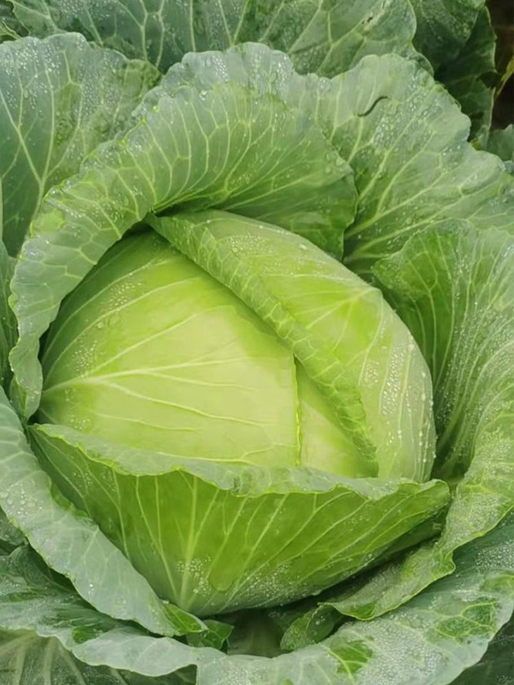 Xingyou Jingfeng No.1 Cabbage