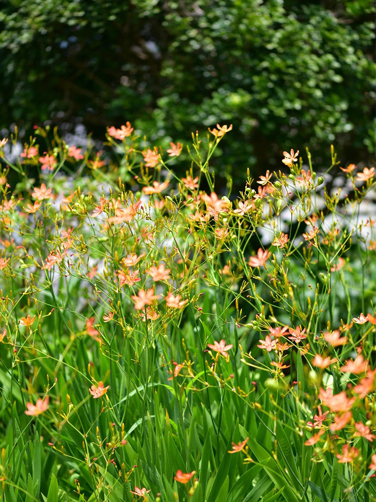 Blackberry Lily