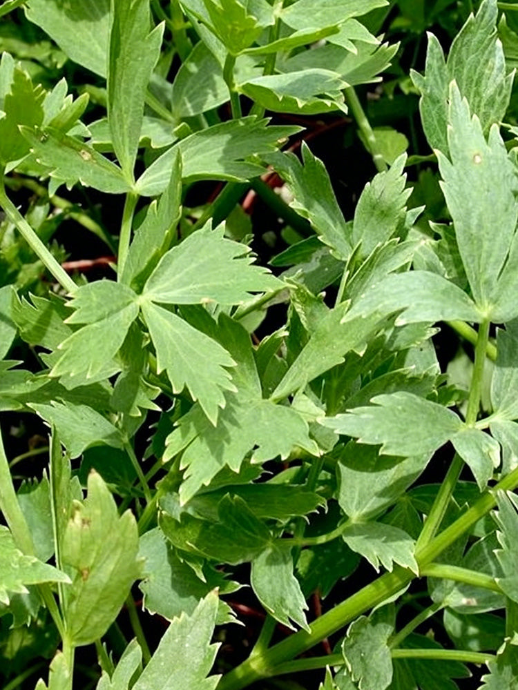 Garden Lovage