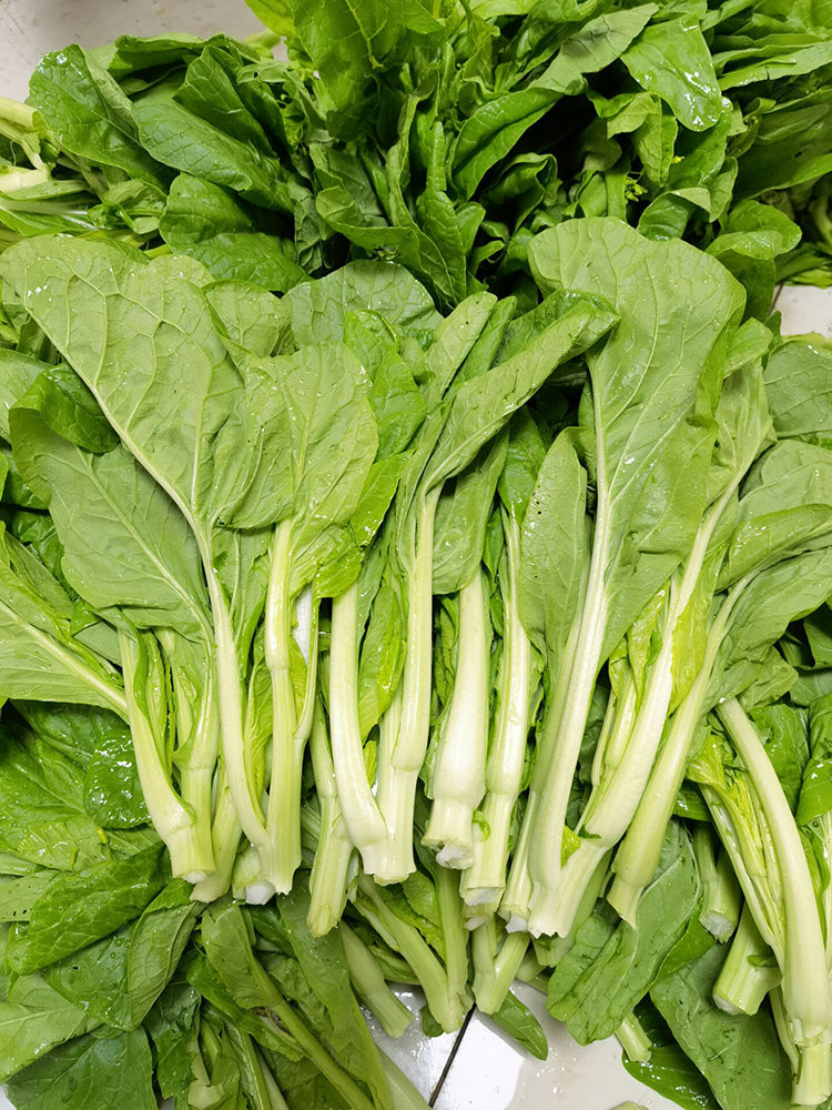 Jiemei Pak Choi Flowering Stem