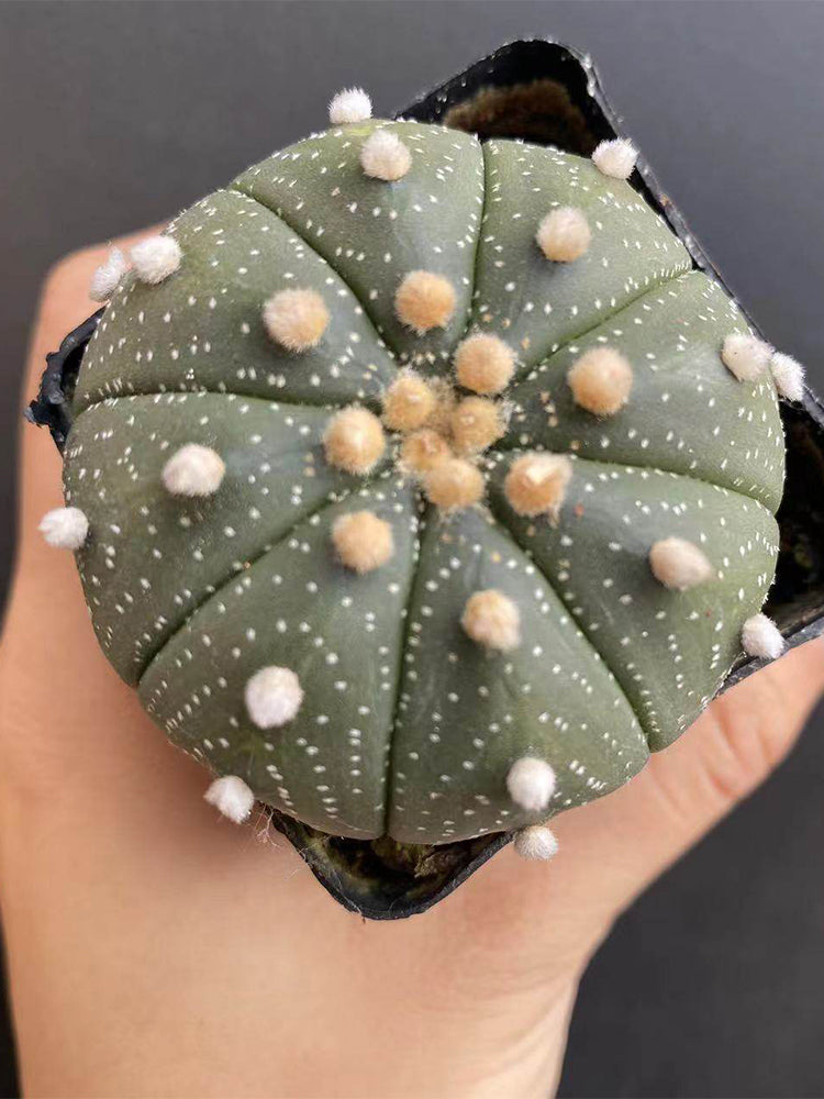 Astrophytum asterias