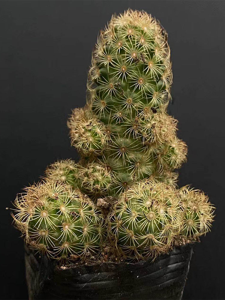 Mammillaria gracilis