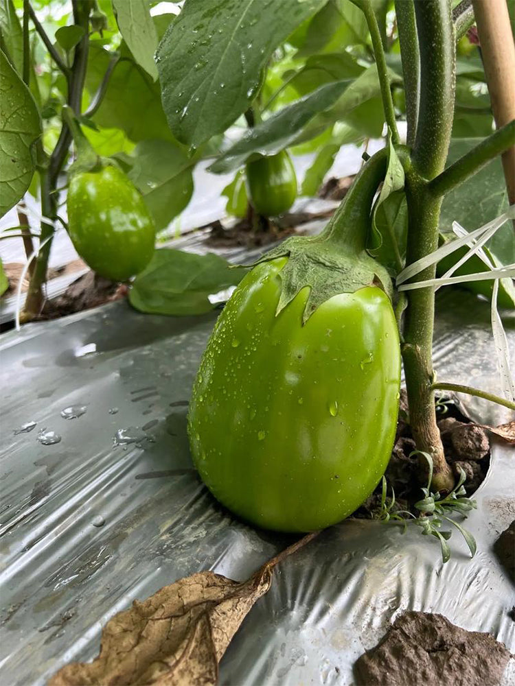 'Green Crown' F1 Eggplant