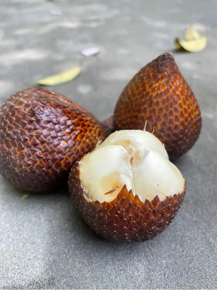 Salak Palm