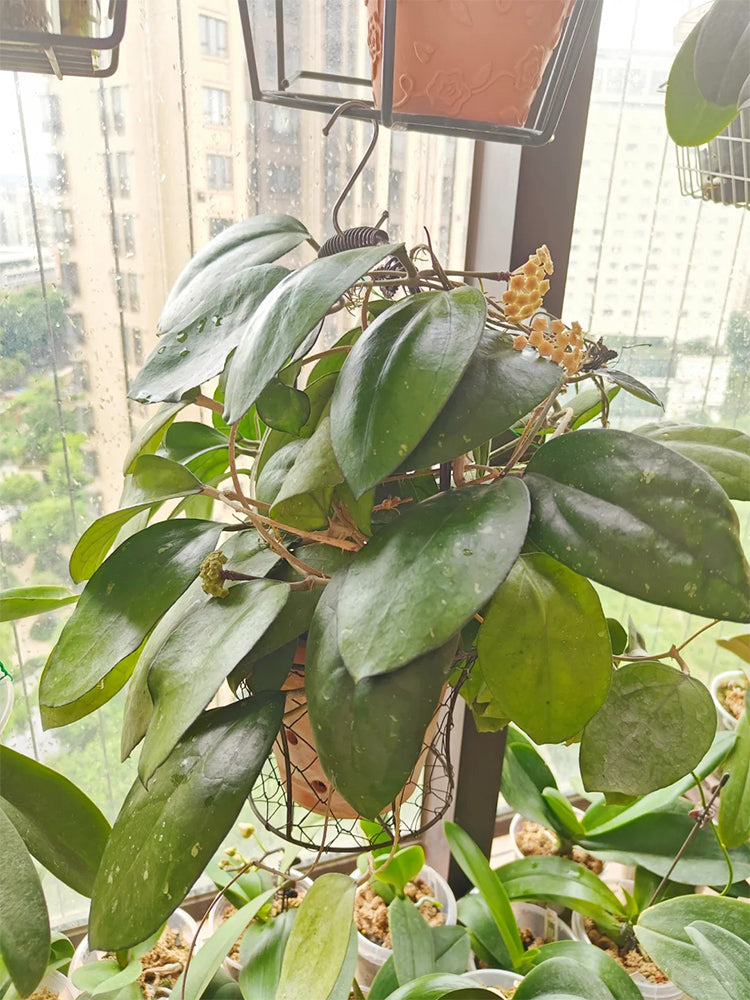 Hoya vitellina Unrooted Stem Cuttings