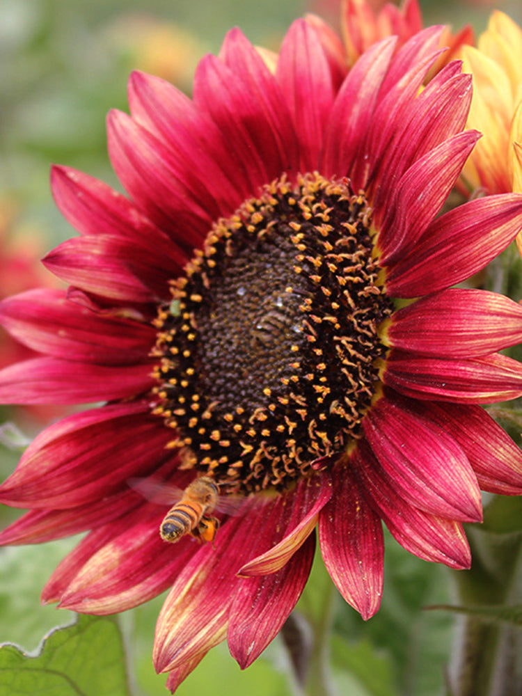 HEL27 Cherry Red Sunflower