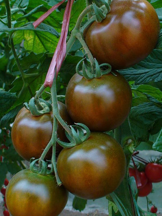 'Big Black Beauty' Tomato