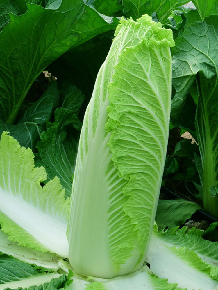 Taiyuan Erqing Chinese cabbage