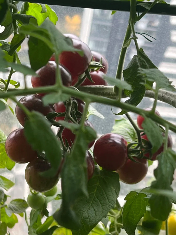 'Fairy Tale Sparkle' Tomato