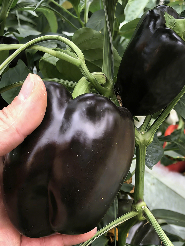 Black Fruit Sweet Pepper