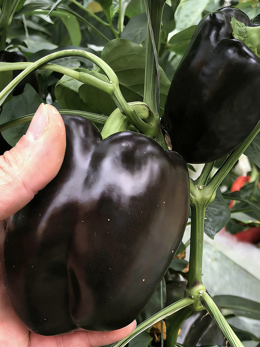 Black Fruit Sweet Pepper