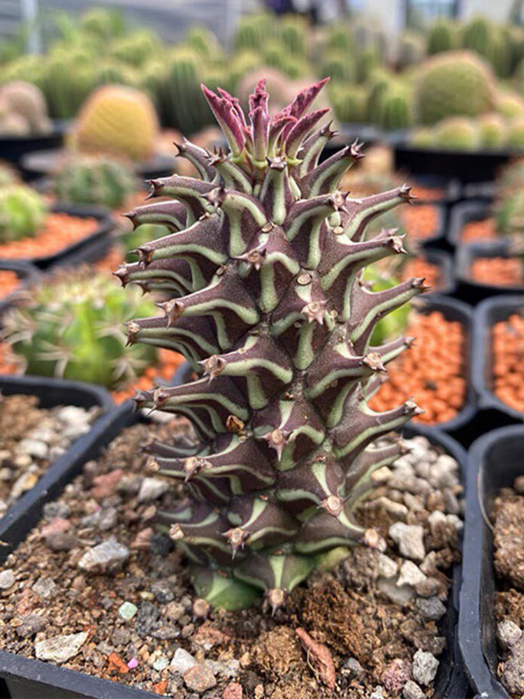 Monadenium schubei "Tanzania Red"