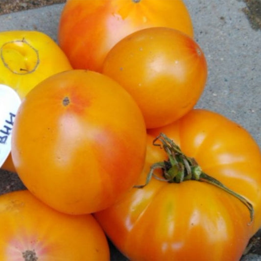 740 Moldovan Gold Tomato