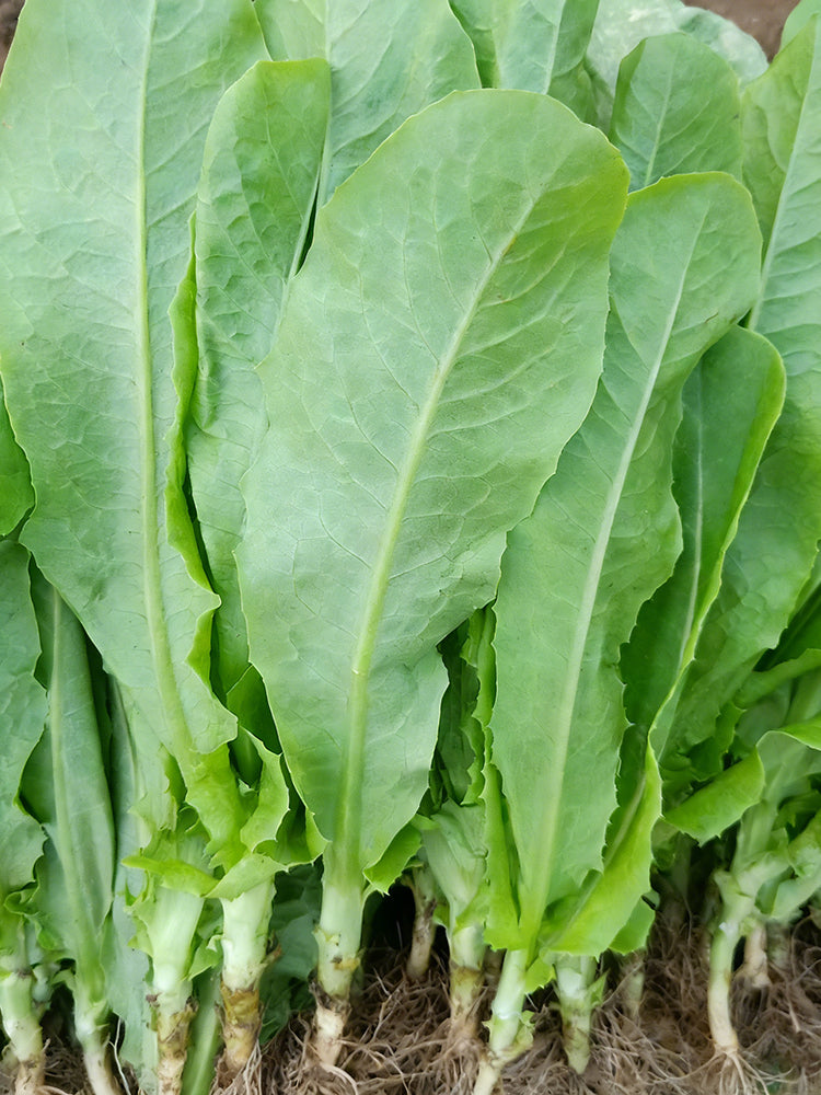 Agricultural Research Round-Leaf Lettuce