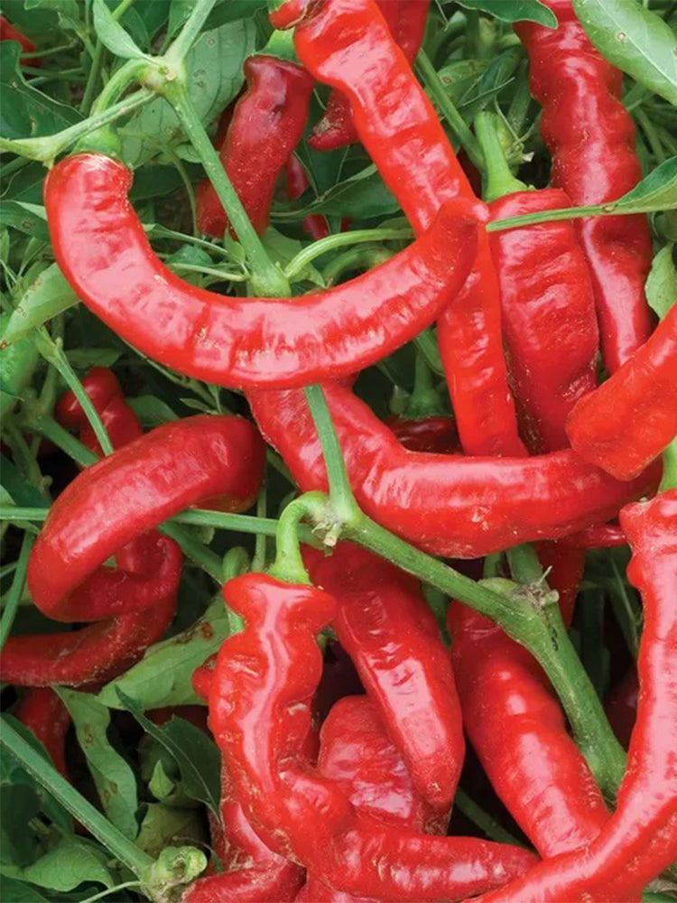 Jimmy Nardello Pepper